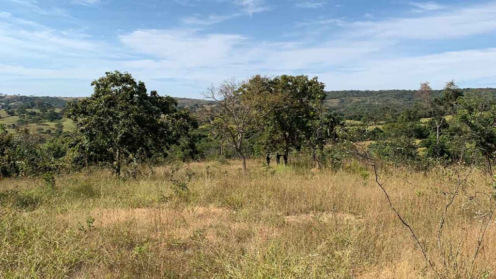 Why investing in the conservation of the Cerrado biome is good business for investors and farmers