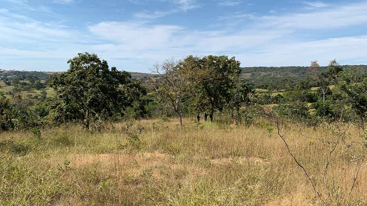 Por que investir na conservação do Cerrado é um bom negócio para investidores e para produtores agropecuários