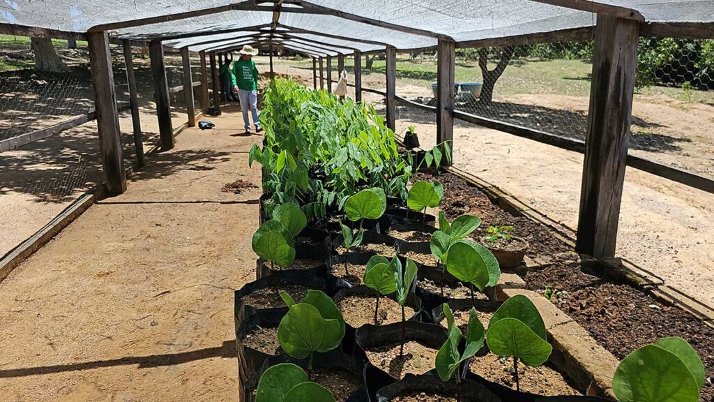 O desafio do plantio de floresta nativa no Brasil